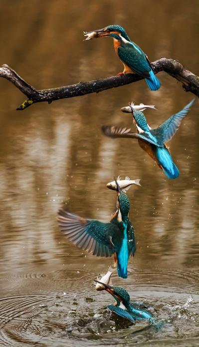 Der schnelle Vogel fängt den Fisch :-)